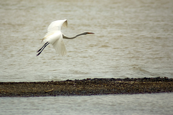 White Crane