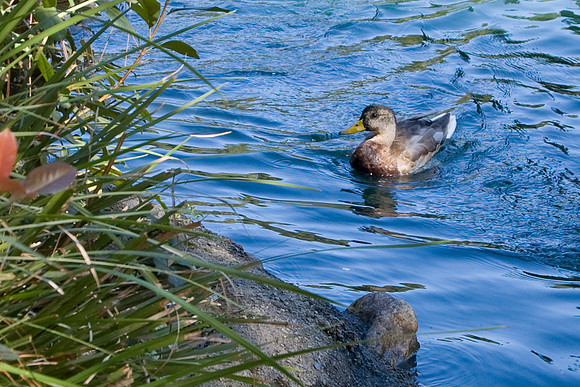 Disneyland live duck