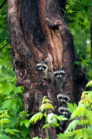 Backyard Bandits