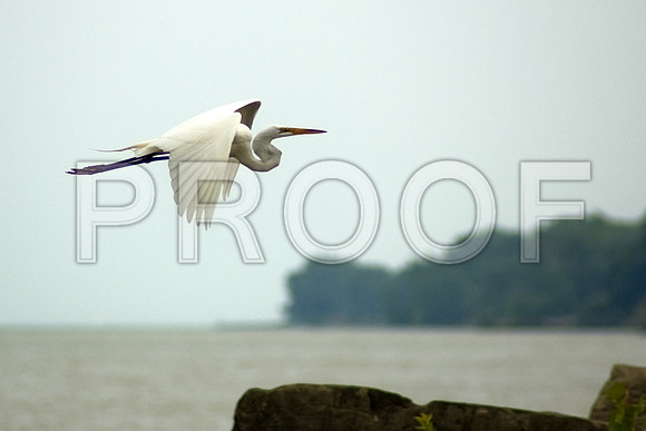 White Crane
