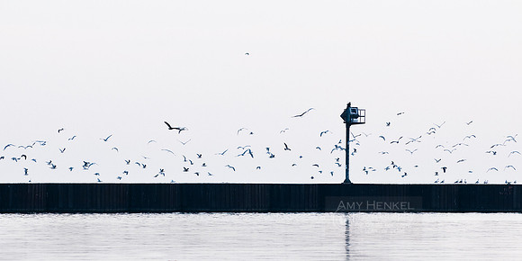 morning gulls